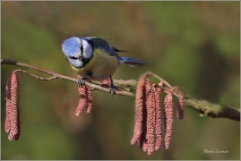 <p>SÝKORA MODŘINKA (Cyanistes caeruleus) ---- /Eurasian blue tit - Blaumeise/</p>